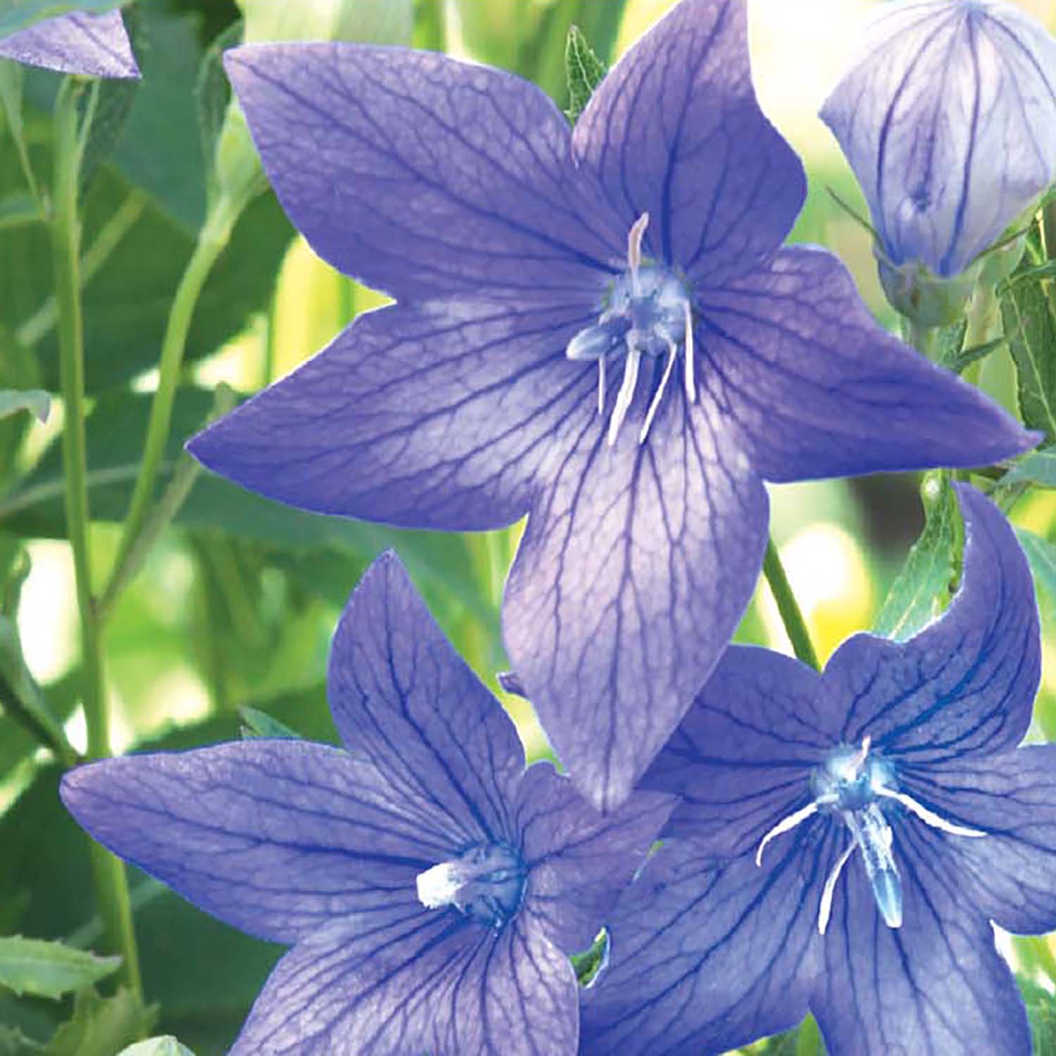 Close-up image of a balloon flower with violet-blue petals resembling a hot-air balloon, with green foliage in the background.